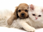Puppy and Kitten