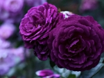 Amazing Purple Roses