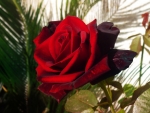 Red Velvet Rose