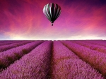 Air Balloon Above Lavender Field