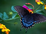 Wonderful Butterfly