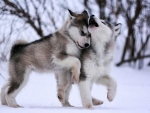 Husky Playing