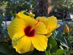 Yellow Hibiscus