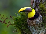 Nesting Toucan