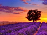 Lavender Field at Sunset