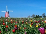 Windmill in Tulip Field