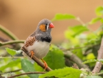 Zebra Finch