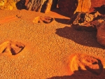 Dinosaur footprints