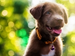 Cute Labrador Retriever puppy