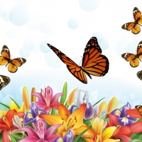 Butterflies & Lilies
