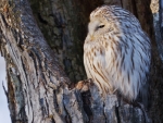 Ural Owl