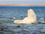 Beluga whale