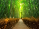 Bamboo Forest