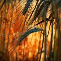 Wheat Field