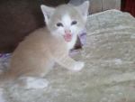 Yellow kitten