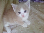 Yellow kitten