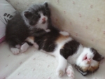 Cute kittens