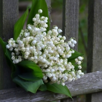 Lilies of the valley
