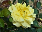 Gorgeous Yellow Rose