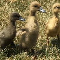 Indian Runner Ducks