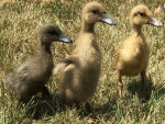 Indian Runner Ducks