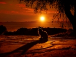 Cat Silhouette - Golden Sky