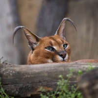 Caracal