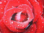 Red Rose After Rain