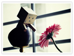 Danbo Wants To Hug