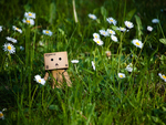 Danbo Watching The Sun Rise 