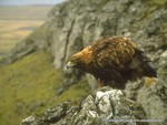 Golden Eagle