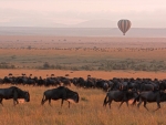 Balloon Safari