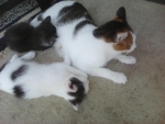 Cat and kittens