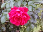 Red rose