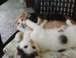Kittens playing