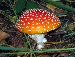 Fly Agaric