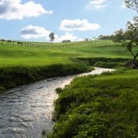 Beautiful Creek with Horses
