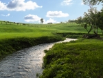 Beautiful Creek with Horses