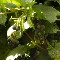Wild Grapes