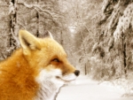 Winter Fox