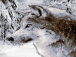 Winter Wolf