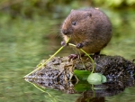 Rare Water vole