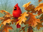 Cardinal in Autumn