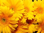 Beautiful yellow Daisies flowers
