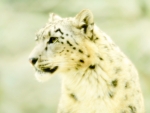 Snow Leopard