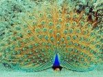 Golden Peacock