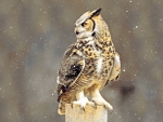 Winter Owl