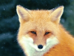 Winter Fox