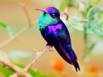 Harmonious Hummingbird