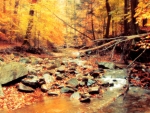 Autumn Creek